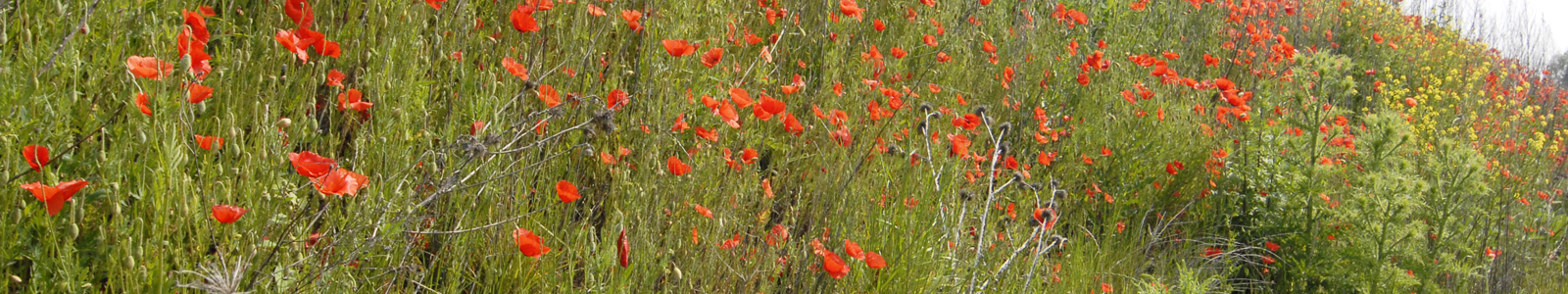 Wiese mit Wildblumen ©DLR